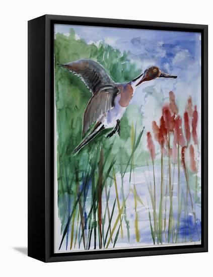 Pintail Duck-Sir Roy Calne-Framed Premier Image Canvas