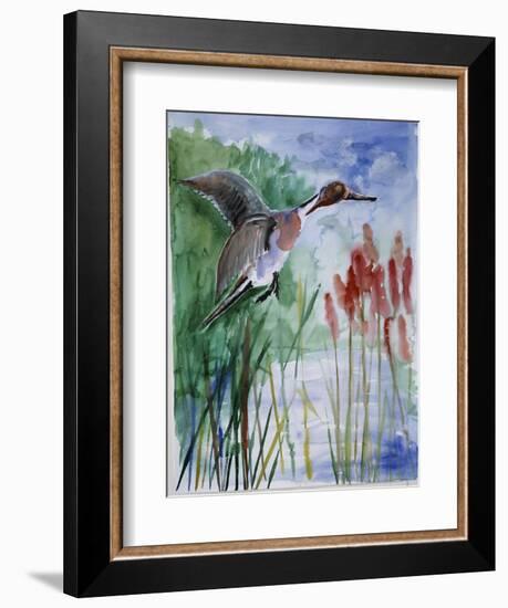 Pintail Duck-Sir Roy Calne-Framed Giclee Print