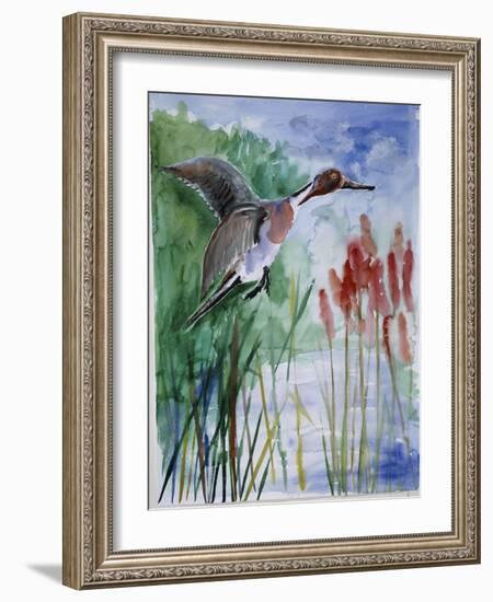 Pintail Duck-Sir Roy Calne-Framed Giclee Print