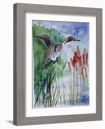 Pintail Duck-Sir Roy Calne-Framed Giclee Print