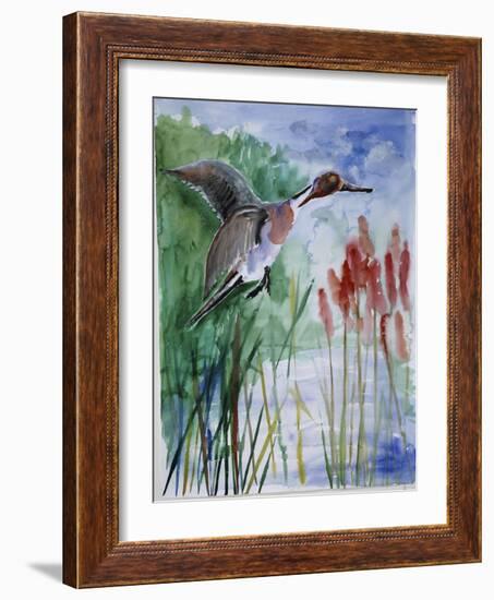 Pintail Duck-Sir Roy Calne-Framed Giclee Print