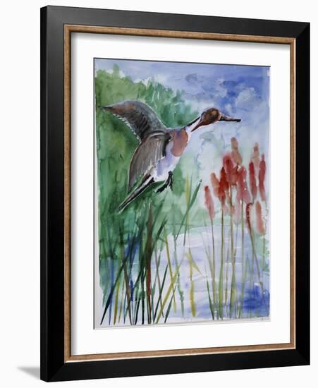 Pintail Duck-Sir Roy Calne-Framed Giclee Print