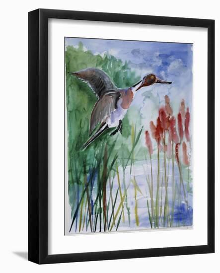 Pintail Duck-Sir Roy Calne-Framed Giclee Print