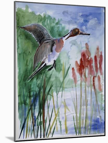 Pintail Duck-Sir Roy Calne-Mounted Giclee Print