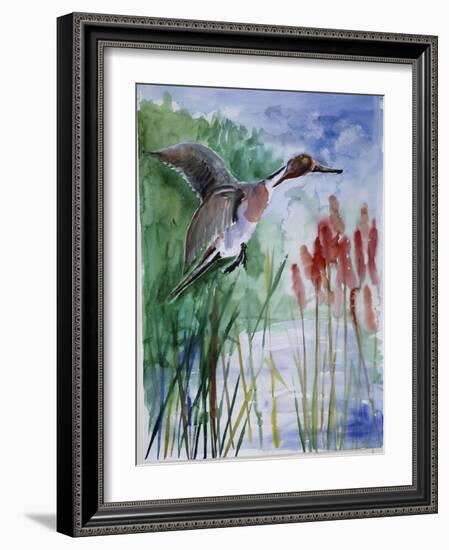 Pintail Duck-Sir Roy Calne-Framed Giclee Print