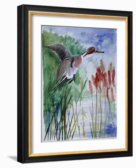Pintail Duck-Sir Roy Calne-Framed Giclee Print