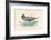 Pintail Duck-null-Framed Art Print