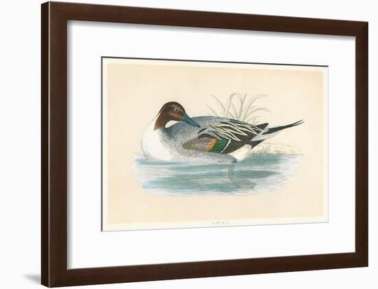 Pintail Duck-null-Framed Art Print