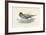 Pintail Duck-null-Framed Art Print