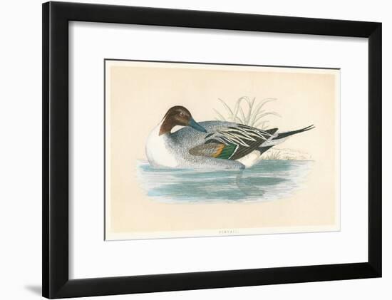 Pintail Duck-null-Framed Art Print