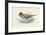 Pintail Duck-null-Framed Art Print