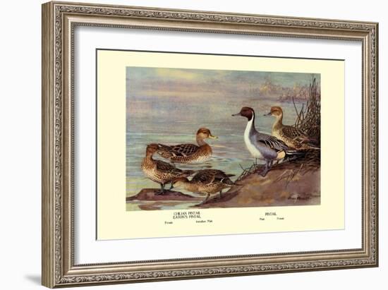 Pintail Ducks-Allan Brooks-Framed Art Print