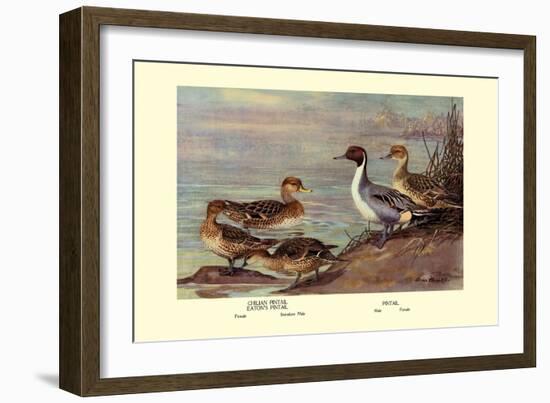 Pintail Ducks-Allan Brooks-Framed Art Print