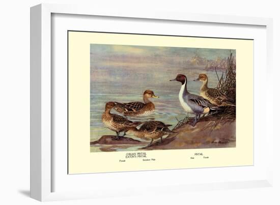 Pintail Ducks-Allan Brooks-Framed Art Print