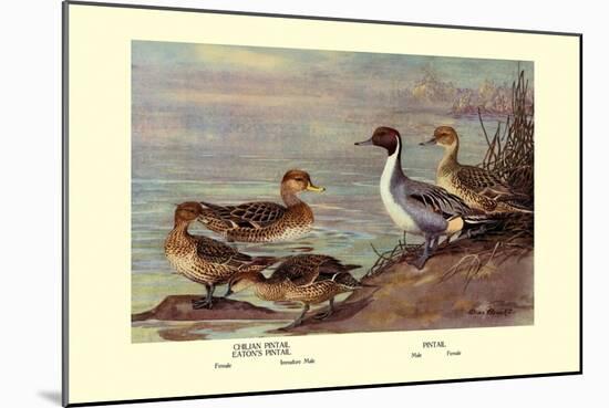 Pintail Ducks-Allan Brooks-Mounted Art Print