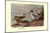 Pintail Ducks-Allan Brooks-Mounted Art Print