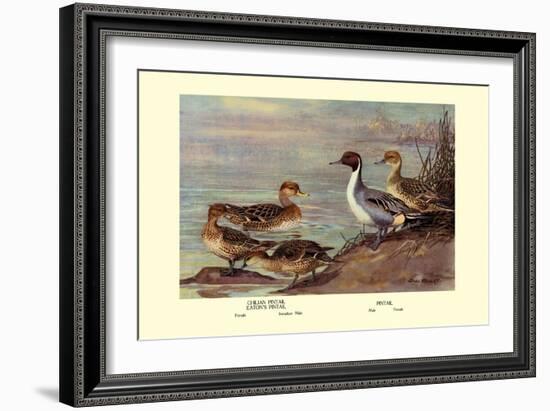 Pintail Ducks-Allan Brooks-Framed Art Print