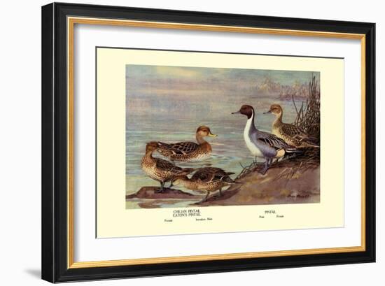 Pintail Ducks-Allan Brooks-Framed Art Print