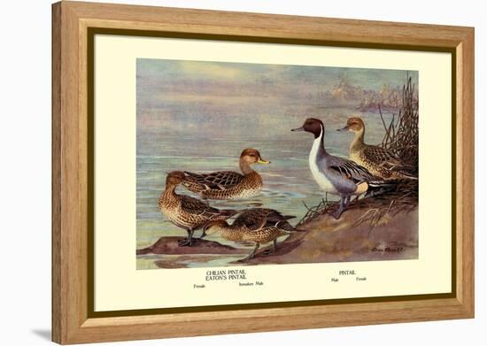 Pintail Ducks-Allan Brooks-Framed Stretched Canvas