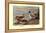 Pintail Ducks-Allan Brooks-Framed Stretched Canvas