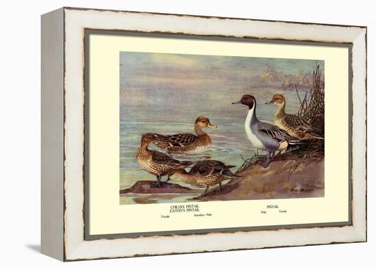 Pintail Ducks-Allan Brooks-Framed Stretched Canvas
