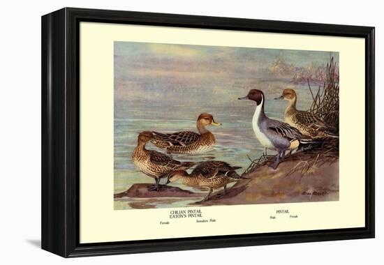 Pintail Ducks-Allan Brooks-Framed Stretched Canvas