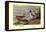 Pintail Ducks-Allan Brooks-Framed Stretched Canvas