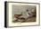 Pintail Ducks-Allan Brooks-Framed Stretched Canvas