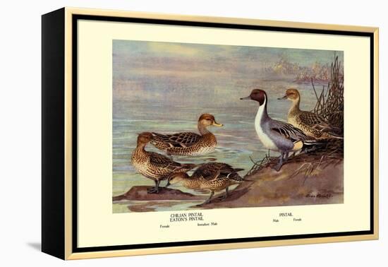 Pintail Ducks-Allan Brooks-Framed Stretched Canvas