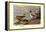 Pintail Ducks-Allan Brooks-Framed Stretched Canvas