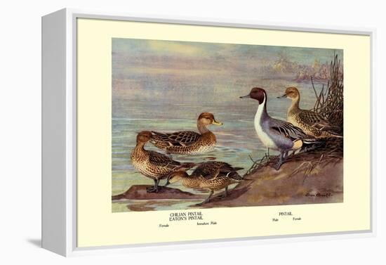 Pintail Ducks-Allan Brooks-Framed Stretched Canvas