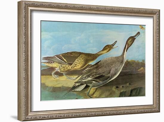 Pintail-John James Audubon-Framed Art Print