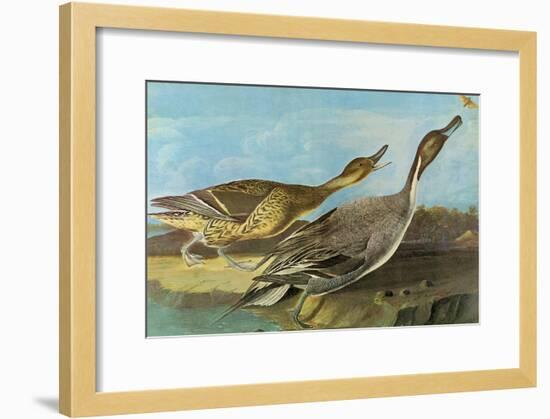 Pintail-John James Audubon-Framed Art Print