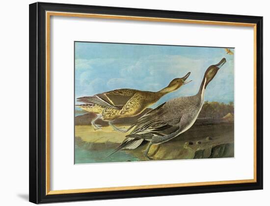 Pintail-John James Audubon-Framed Art Print