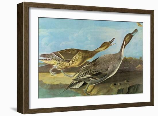 Pintail-John James Audubon-Framed Art Print