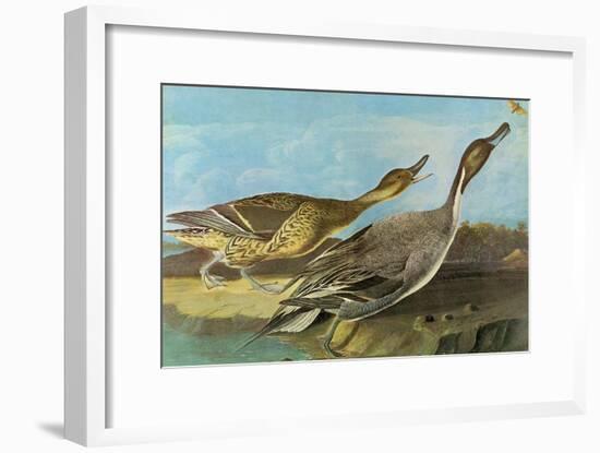 Pintail-John James Audubon-Framed Art Print