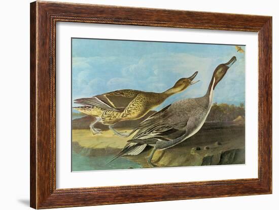 Pintail-John James Audubon-Framed Art Print