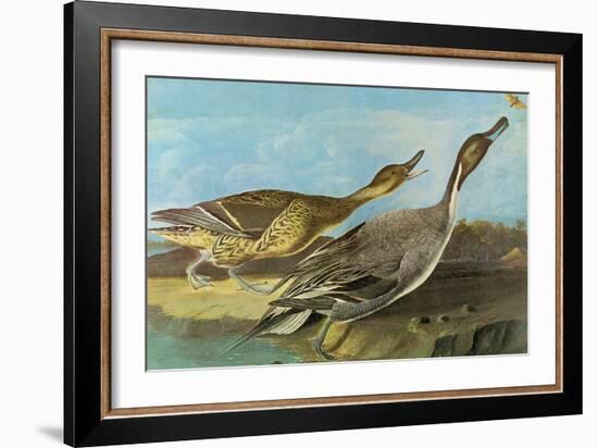 Pintail-John James Audubon-Framed Art Print