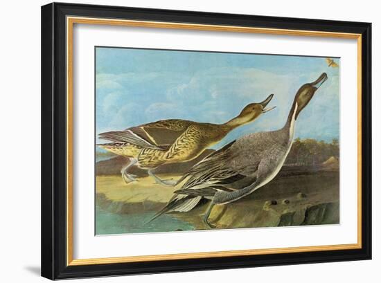 Pintail-John James Audubon-Framed Art Print