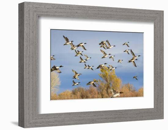 Pintails (Anas acuta) flock flying-Larry Ditto-Framed Photographic Print