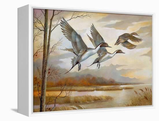 Pintails-Ruane Manning-Framed Stretched Canvas