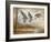 Pintails-Ruane Manning-Framed Art Print