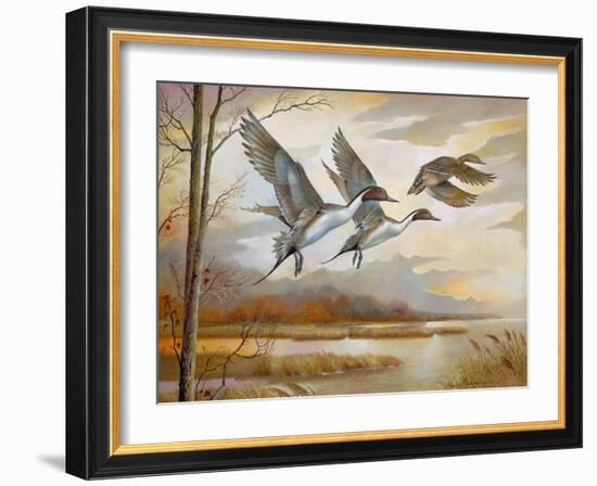 Pintails-Ruane Manning-Framed Art Print