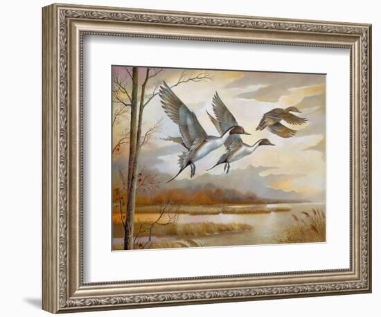 Pintails-Ruane Manning-Framed Art Print