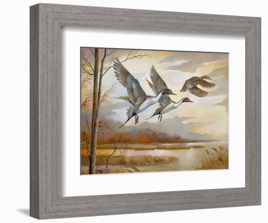 Pintails-Ruane Manning-Framed Art Print