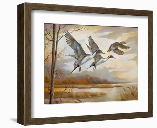 Pintails-Ruane Manning-Framed Art Print