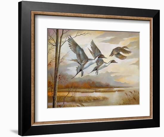 Pintails-Ruane Manning-Framed Art Print