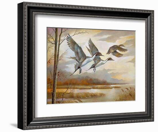 Pintails-Ruane Manning-Framed Art Print