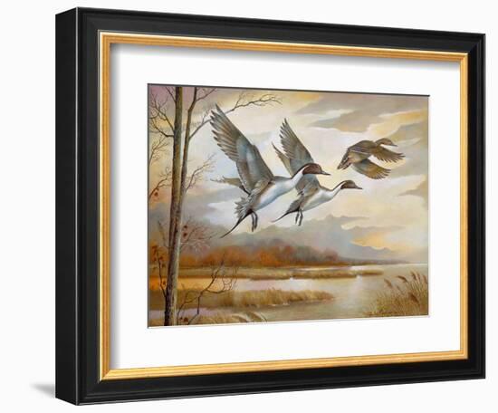 Pintails-Ruane Manning-Framed Art Print