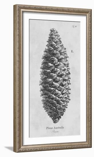 Pinus Australis-Maria Mendez-Framed Giclee Print